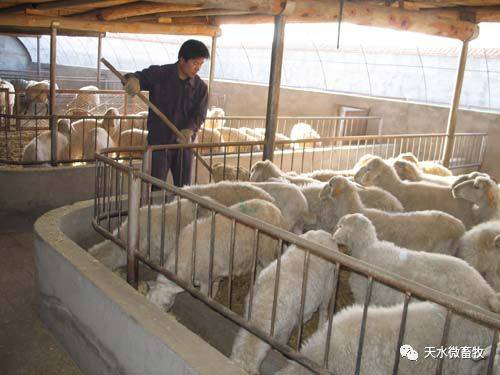 肉羊養(yǎng)殖實用技術(shù)第四章 肉羊的飼養(yǎng)管理技術(shù) 精準(zhǔn)扶貧畜牧養(yǎng)殖技術(shù)培訓(xùn)系列教材