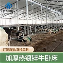 牛臥床的科學(xué)設(shè)計(jì)與牧場(chǎng)工程優(yōu)化策略