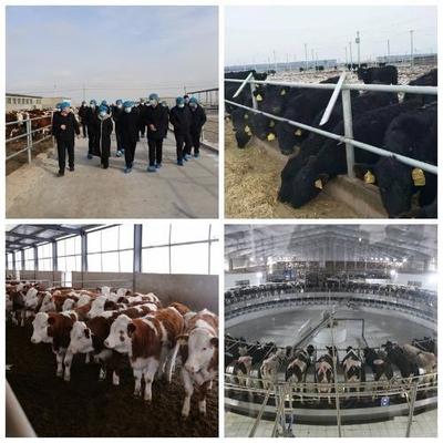 跨域取經(jīng)拓思路 借智賦能促發(fā)展——我市畜牧局組織考察團(tuán)赴張掖考察學(xué)習(xí)草食畜牧業(yè)先進(jìn)經(jīng)驗(yàn)