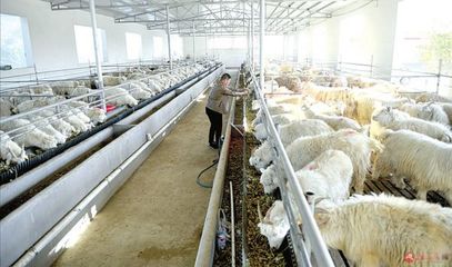 大新莊羊產(chǎn)業(yè) 從藍(lán)圖到現(xiàn)實(shí)的施工之路