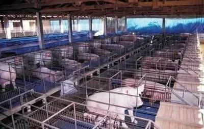 養(yǎng)豬場(chǎng)致富 一種可持續(xù)的農(nóng)業(yè)發(fā)展模式