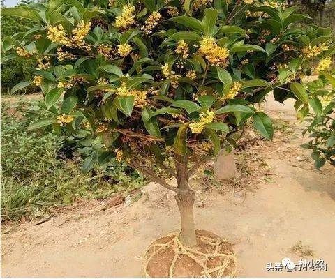 返鄉創業種植項目前景分析 野菜、花卉、花椒、藥材、果樹、蔬菜種植比較