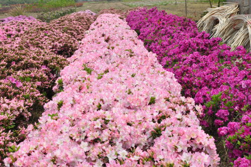 浙江金牛獎評選揭曉，杜鵑花王方永根為婺城蔬菜種植代言