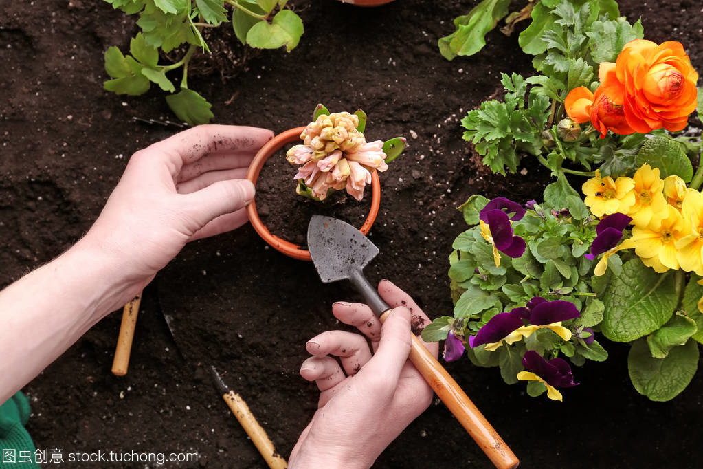 風信子花的種植與養護指南 女性花友的優雅之選